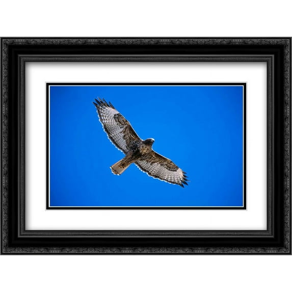 Red-tailed Hawk, Sulphur Springs Valley, Arizona 2x Matted 24x18 Black Ornate Framed Art Print by Vezo, Tom