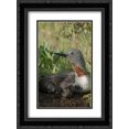 thumbnail image 1 of Red-throated Loon with day old chicks on nest, Alaska 2x Matted 18x24 Black Ornate Framed Art Print by Quinton, Michael, 1 of 2