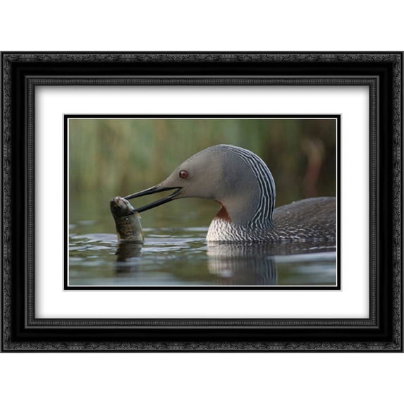 Red-throated Loon with fish for young, Alaska 2x Matted 24x18 Black Ornate Framed Art Print by Quinton, Michael