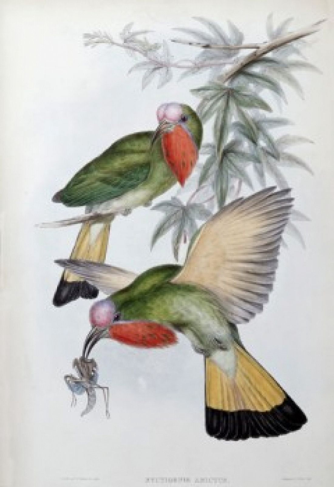 Red-throated Nyctiornis John Gould (1804-1881 British) Canvas Art - John Gould (18 x 24)