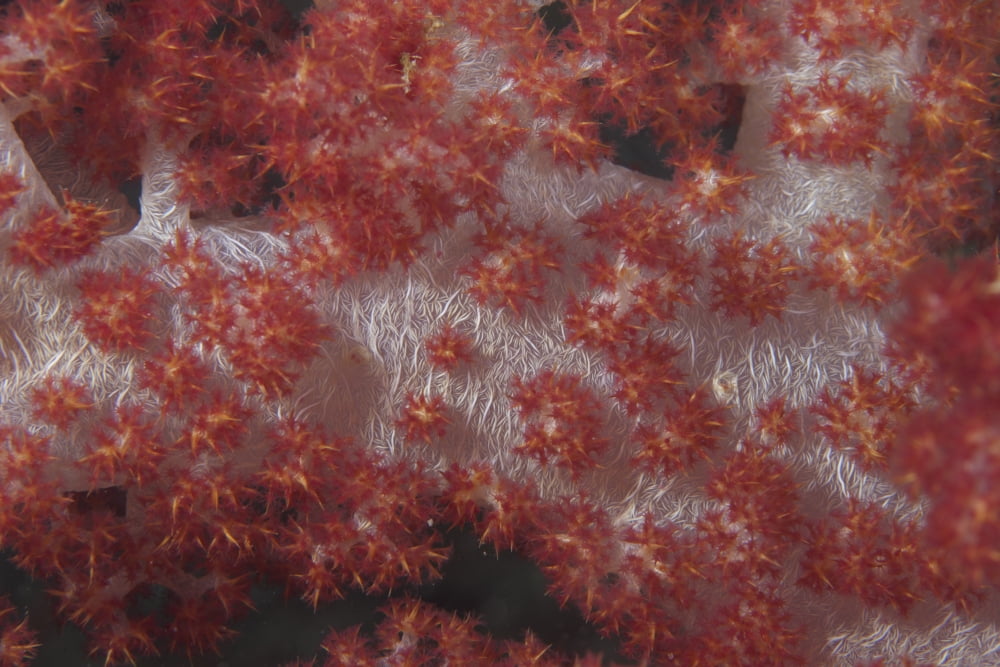 Red tree coral on a Fijian reef Canvas Art - Terry MooreStocktrek Images (18 x 12)