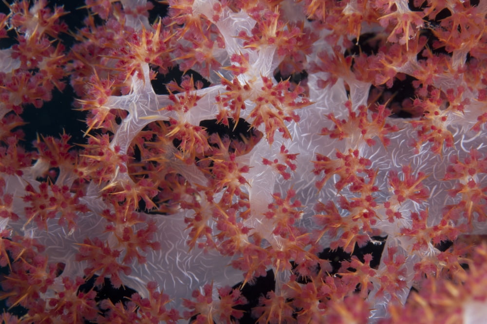 Red tree coral on a Fijian reef Canvas Art - Terry MooreStocktrek Images (18 x 12)