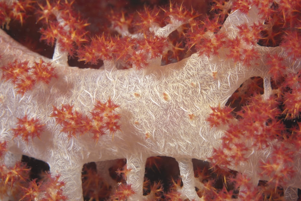 Red tree coral on a Fijian reef Canvas Art - Terry MooreStocktrek Images (18 x 12)