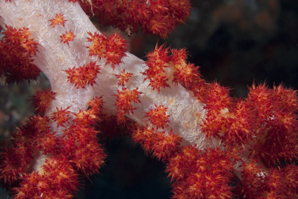 Red tree coral on a Fijian reef Canvas Art - Terry MooreStocktrek Images (35 x 23)