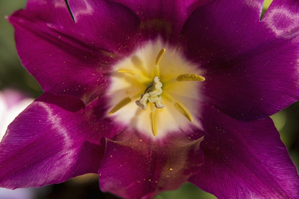 Red tulip Andre Rieu (tulipa) New York Botanical Garden New York City New York United States of America Canvas Art - F M Kearney Design Pics (19 x 12)