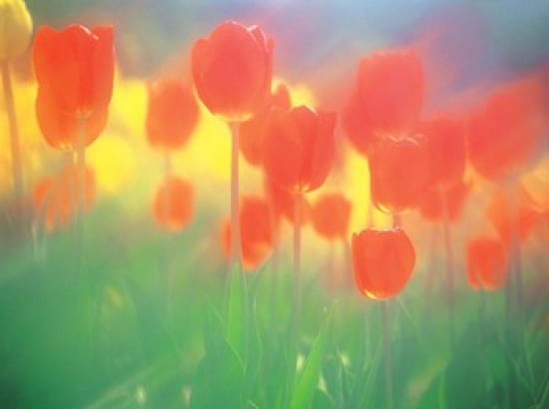 Red tulips Canvas Art - Panoramic Images (16 x 12)