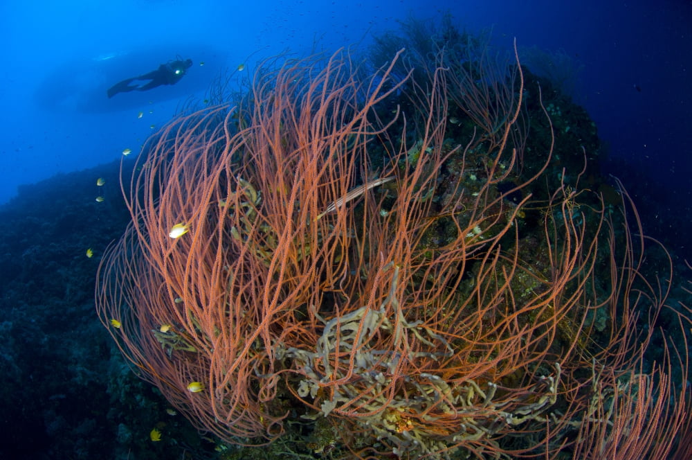 Red whip coral sea fan with diver Papua New Guinea Canvas Art - Steve JonesStocktrek Images (18 x 12)