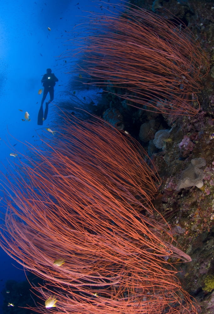 Red whip coral sea fan with diver Papua New Guinea Canvas Art - Steve JonesStocktrek Images (24 x 35)