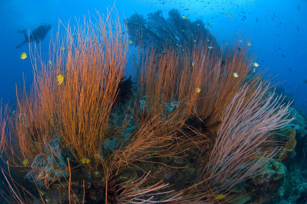 Red whip coral sea fan with diver Papua New Guinea Canvas Art - Steve JonesStocktrek Images (35 x 23)