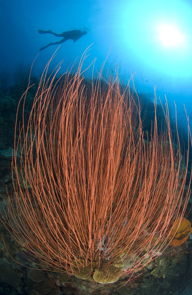 Red whip fan coral with diver Papua New Guinea Canvas Art - Steve JonesStocktrek Images (12 x 18)