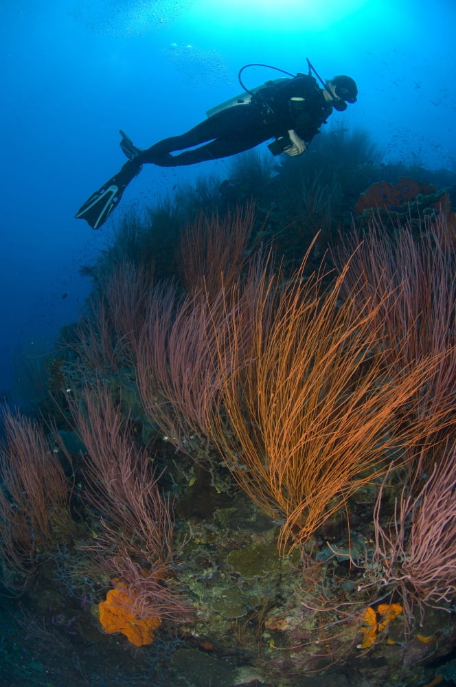 Red whip fan coral with diver Papua New Guinea Canvas Art - Steve JonesStocktrek Images (12 x 18)