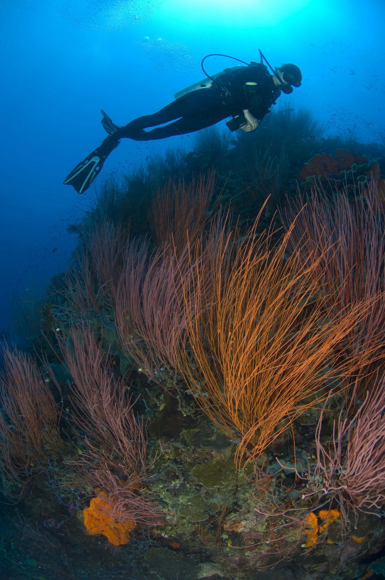Red whip fan coral with diver Papua New Guinea Canvas Art - Steve JonesStocktrek Images (23 x 35)