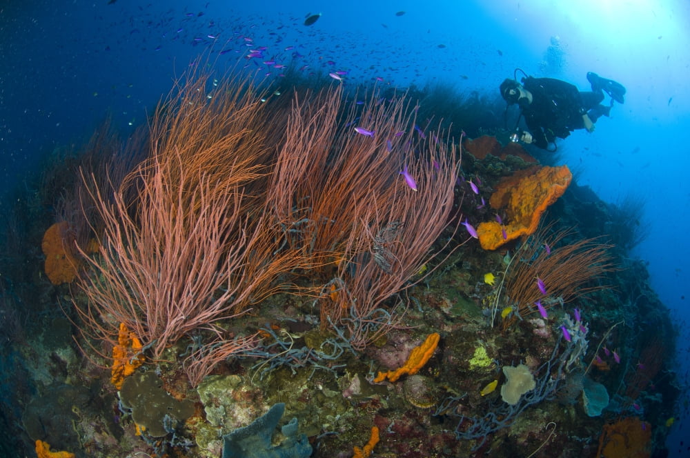 Red whip fan coral with diver and anthias fish Papua New Guinea Canvas Art - Steve JonesStocktrek Images (18 x 12)
