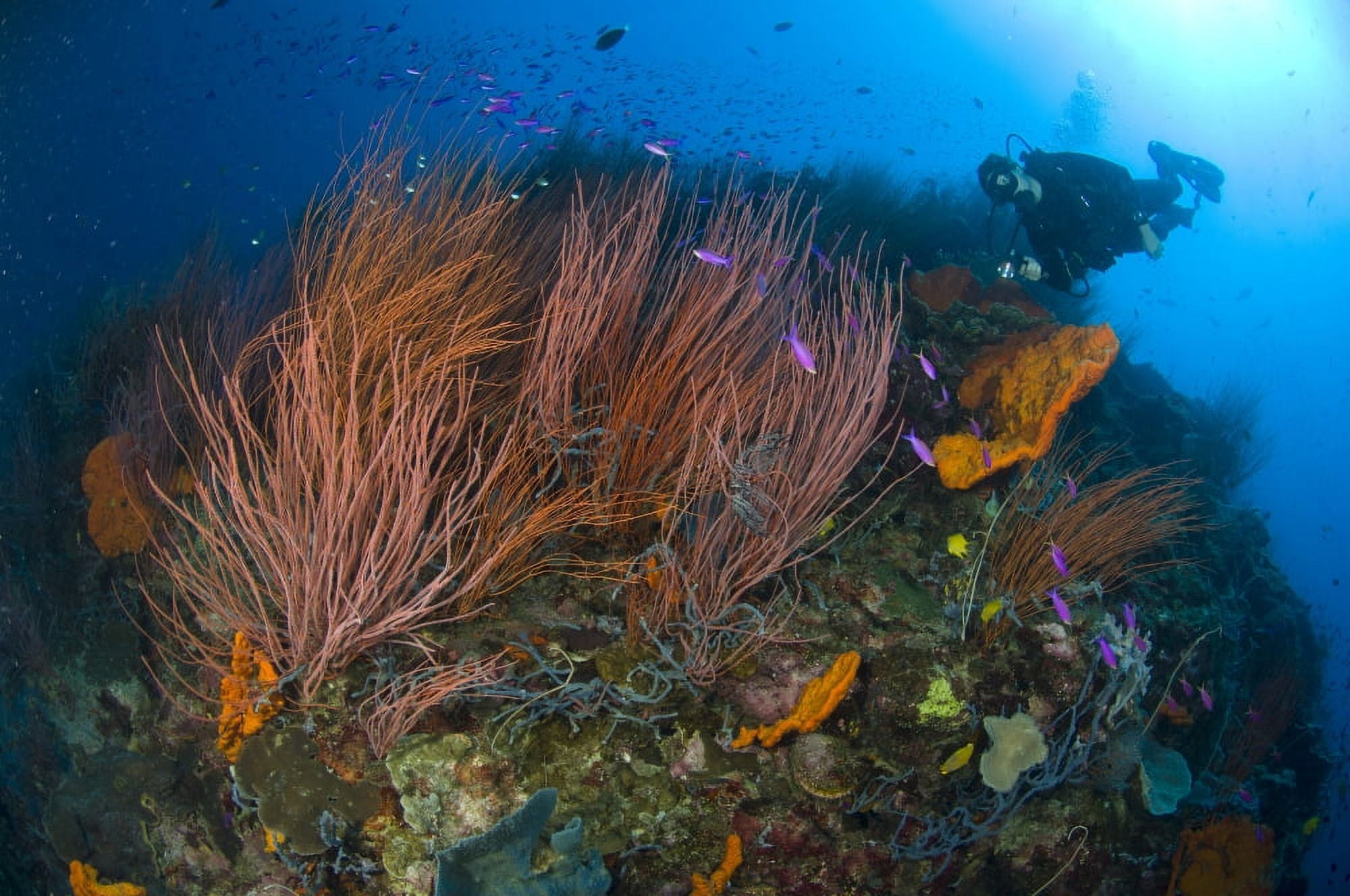 Red whip fan coral with diver and anthias fish Papua New Guinea Canvas Art - Steve JonesStocktrek Images (35 x 23)