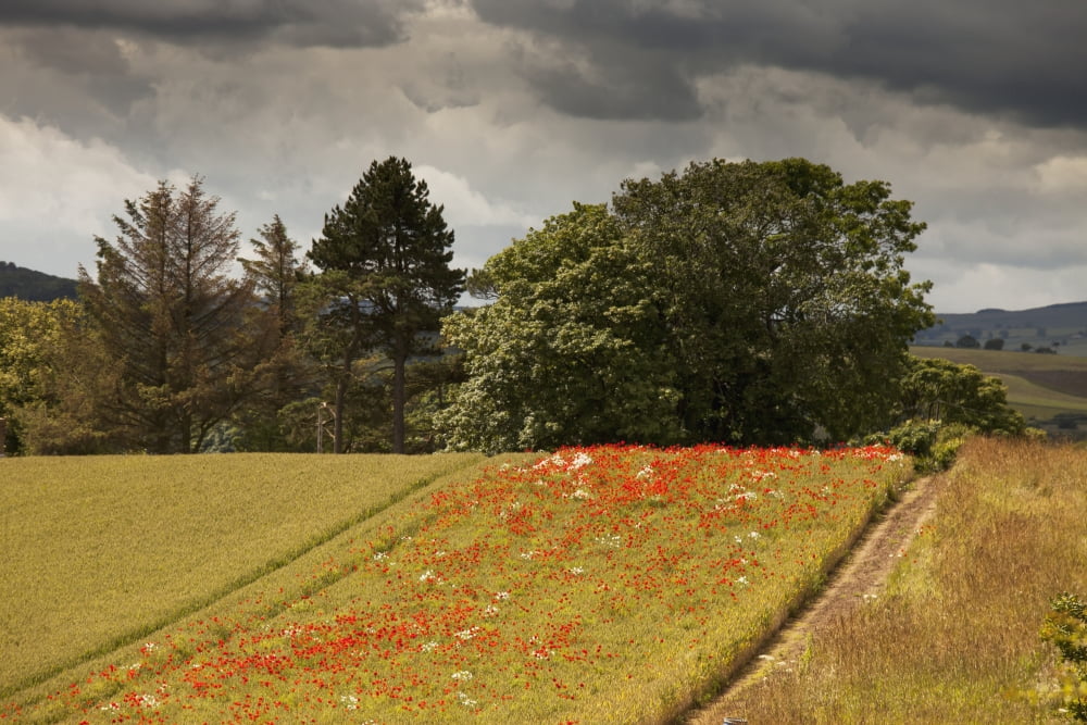 Red wildflowers growing in a strip of a fieldNorthumberland england Canvas Art - John Short Design Pics (38 x 24)