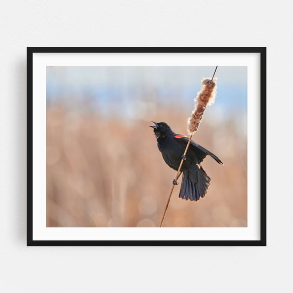 Red-winged Blackbird Calling - Photography Bird Wildlife Nature Animal Woodland Scenic Autumn Black Framed Wall Art Print 12 x 16 inches