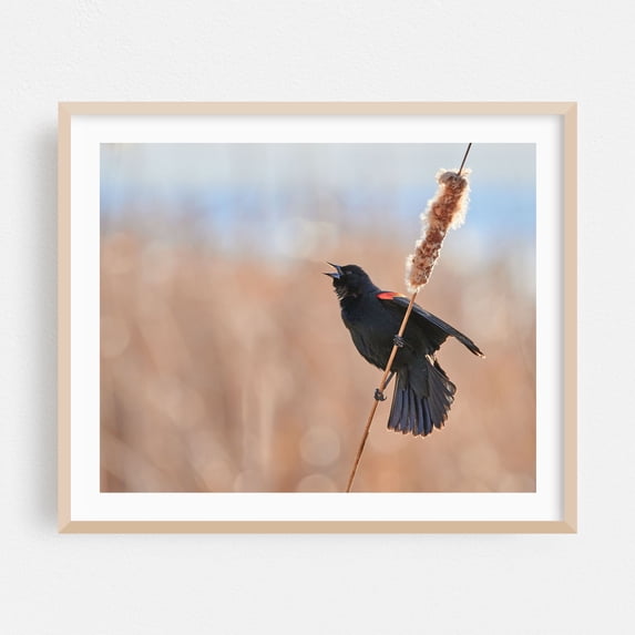 Red-winged Blackbird Calling - Photography Bird Wildlife Nature Animal Woodland Scenic Autumn Oak Framed Wall Art Print 16 x 20 inches