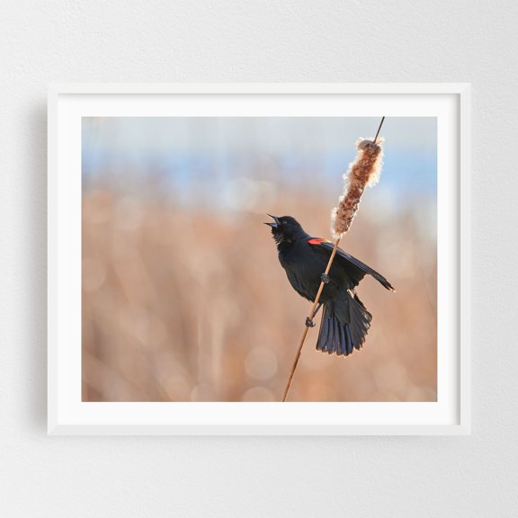 Red-winged Blackbird Calling - Photography Bird Wildlife Nature Animal Woodland Scenic Autumn White Framed Wall Art Print 11 x 14 inches