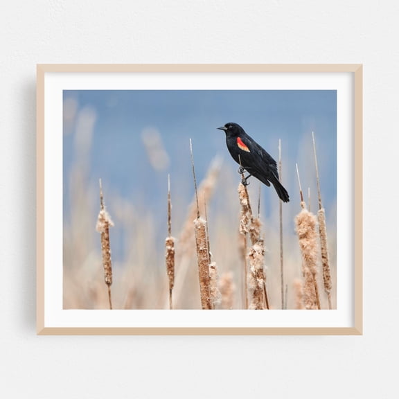 Red-winged Blackbird In Early Spring - Photography Bird Wildlife Nature Scenic Woodland Animal Oak Framed Wall Art Print 6 x 8 inches
