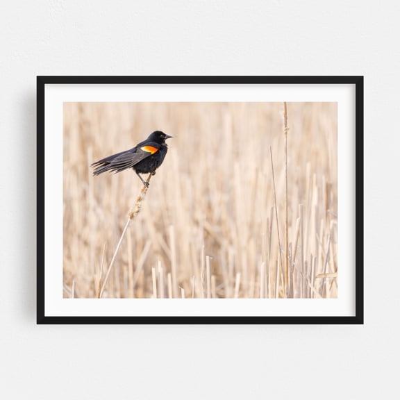Red-winged blackbird in a Minnesota wetland - Photography Bird Wildlife Nature Minimalist Animal Scenic Woodland Black Framed Wall Art Print 9 x 12 inches