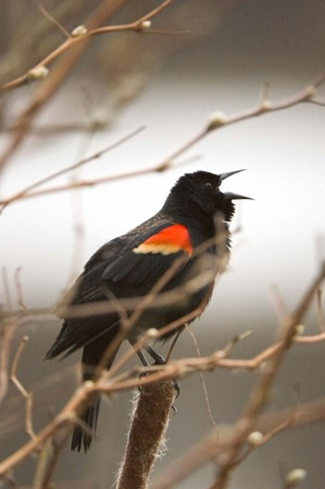Red-winged blackbird Stanley Park British Columbia Canvas Art - Paul Colangelo DanitaDelimont (24 x 36)
