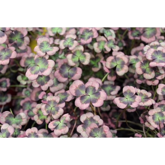 RedCrocus 4 Luck Cocomint Clover - Perennial Ground Cover for Gardens & Containers, Pollinator-Friendly, Non-Toxic, Fragrant, Easy Care, Adds Greenery & Attracts Bees 4.5" Pot (Pack of 5