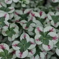 thumbnail image 1 of RedCrocus 4 Luck Red Stripe Clover &ndash; Variegated Ground Cover, Border Plant, Pollinator Attractor, Deer Resistant, Container & Garden Use  4.5" Pot (Pack of 5), 1 of 14