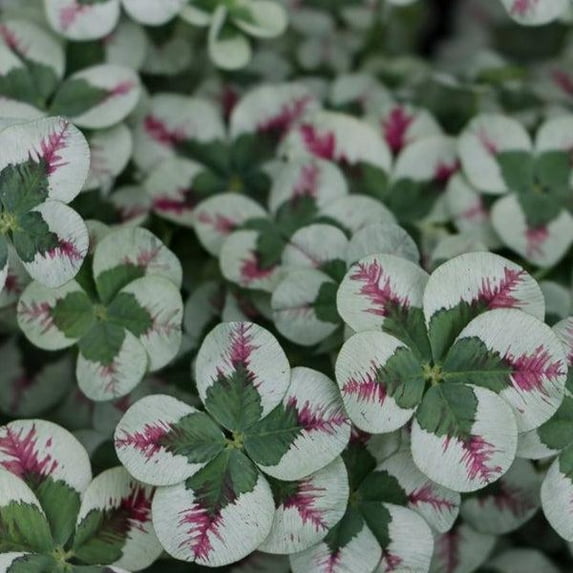 RedCrocus 4 Luck Red Stripe Clover – Variegated Ground Cover, Border Plant, Pollinator Attractor, Deer Resistant, Container & Garden Use 4.5" Pot (Pack of 5)