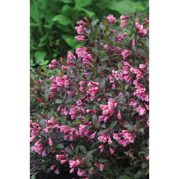 RedCrocus Absolute Red Weigela- Vibrant Red Flowering Shrub for Borders & Hedges, Easy Care Garden Plant 3 Gallon