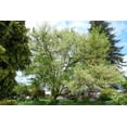 thumbnail image 1 of RedCrocus Acer Negundo Box Elder Tree- Fast-Growing Deciduous Tree for Landscaping and Shade 3 Gallon, 1 of 31