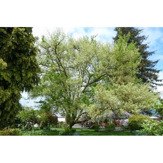 RedCrocus Acer Negundo Box Elder Tree- Fast-Growing Deciduous Tree for Landscaping and Shade 3 Gallon