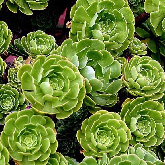 RedCrocus Aeonium 'Green Rose' Live Succulent Plant - Rare Rosette, Easy Care Indoor/Outdoor, Drought Tolerant, Frost Tolerant 4" Terracotta Pot