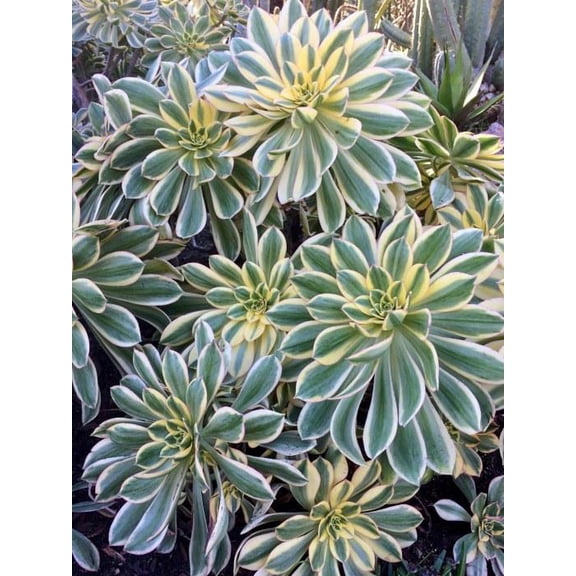 RedCrocus Aeonium Sunburst Succulent - Bright, Low-Maintenance Garden Plant  4" Pot (Pack of 2)