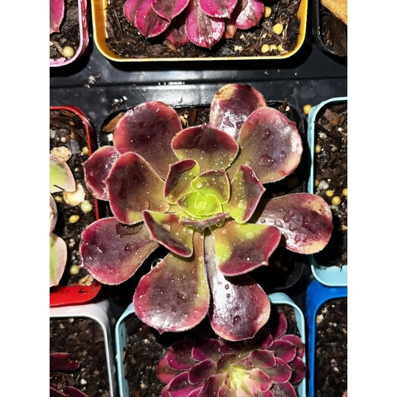 RedCrocus Aeonium Valor - Rare Succulent Plant | Pet & Indoor Friendly | Easy Care, Full Sun to Partial Shade  4" Terracotta Pot (Pack of 2)