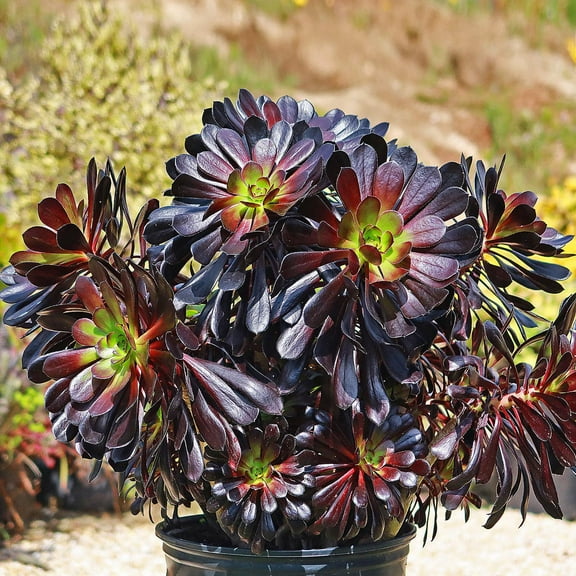 RedCrocus Aeonium Zwartkop (Black Rose Aeonium) Live Succulent Plant - Aeonium arboreum 'Zwartkop' - Dark Rosettes, Full Sun, Indoor/Outdoor, Easy Care  4" Pot
