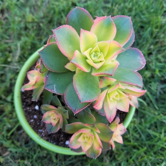 RedCrocus Aeonium haworthii 'Kiwi' Live Succulent Plant  Variegated Rosettes with Pink Edges, Easy Care Indoor/Outdoor, Bee Friendly  4" Pot