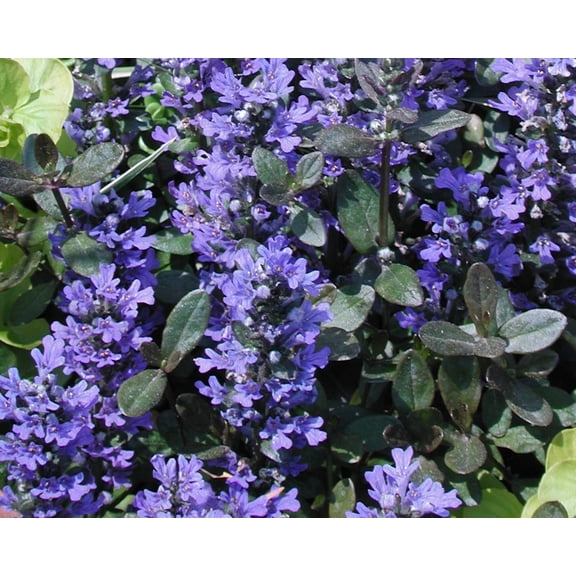 RedCrocus Ajuga reptans Chocolate Chip Bugleweed - Ground Cover Perennial, Pollinator Attractant, Pet Safe, Container & Border Plant, Easy Care 1 Gallon