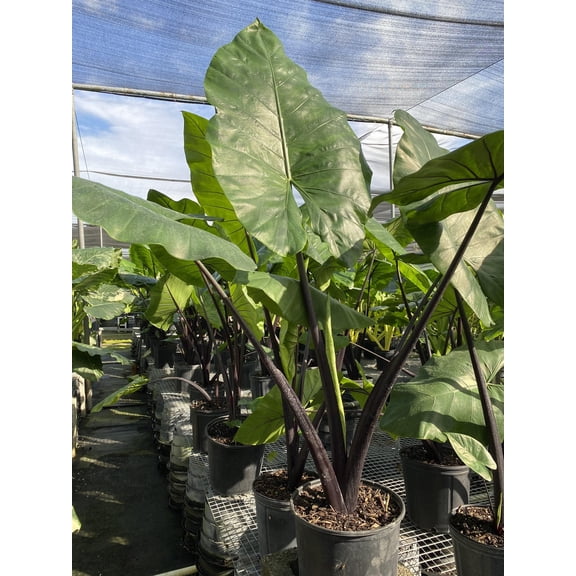 RedCrocus Alocasia Black Stem Indoor & Outdoor Tropical Plant - Easy Care, Pet Toxic, Perfect for Pots & Gardens 10" Pot
