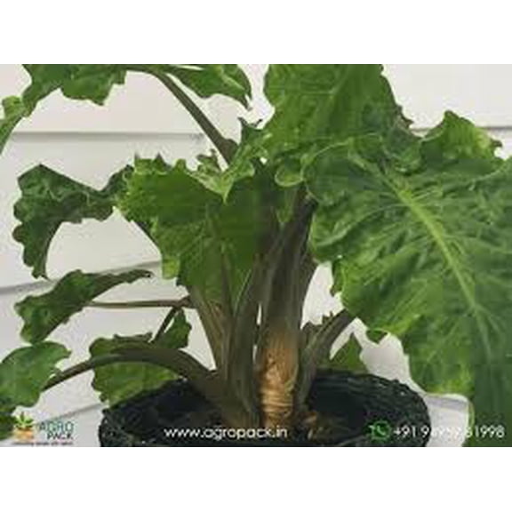 RedCrocus Alocasia Low Rider - Indoor & Shade Garden Plant, Compact Tropical Foliage, Pest-Resistant, Pet Warning, Container Friendly, 3 ft Tall 6"