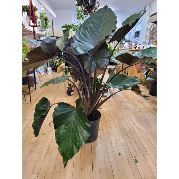 RedCrocus Alocasia Metal Head Plant  Indoor Tropical Foliage, Large Green Heart-Shaped Leaves, Pet Safe, Container & Garden Use  10" Pot