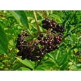 thumbnail image 1 of RedCrocus American Elderberry Sambucus Canadensis &mdash; Fragrant White Flowers, Edible Berries, Native Shrub for Garden, Pollinator-Friendly, Container Use  1 Gallon, 1 of 40
