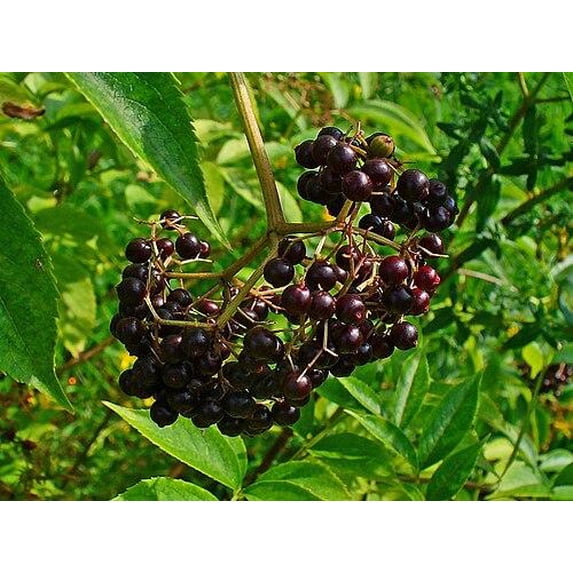RedCrocus American Elderberry Sambucus Canadensis — Fragrant White Flowers, Edible Berries, Native Shrub for Garden, Pollinator-Friendly, Container Use 1 Gallon