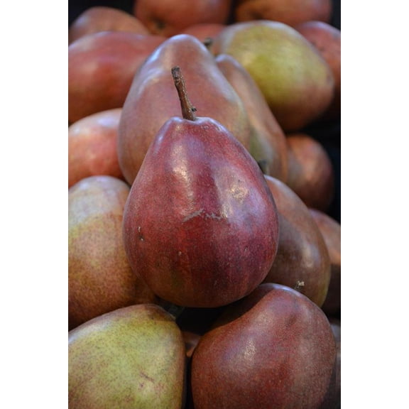 RedCrocus Anjou Pear Tree- Juicy, Fragrant Fruit for Home Gardens & Containers 10 Gallon