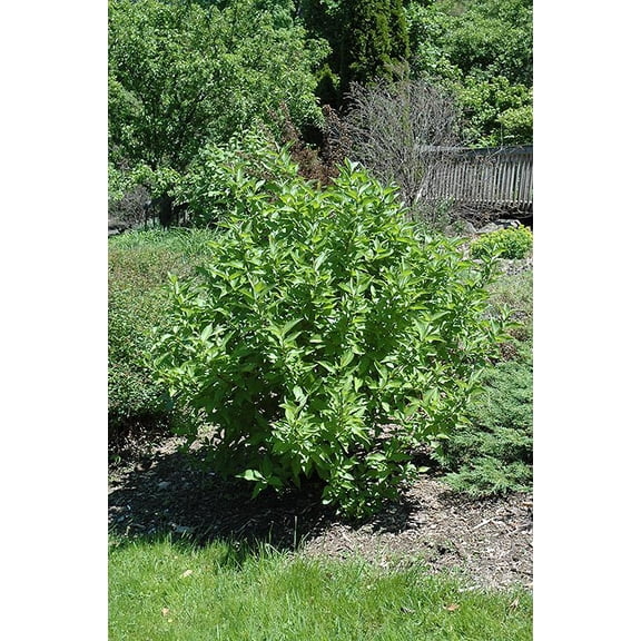 RedCrocus Arctic Fire Redosier Dogwood- Vibrant Winter Stems, Pollinator-Friendly Deciduous Shrub for Garden, Hedge, and Landscape Design 5 Gallon