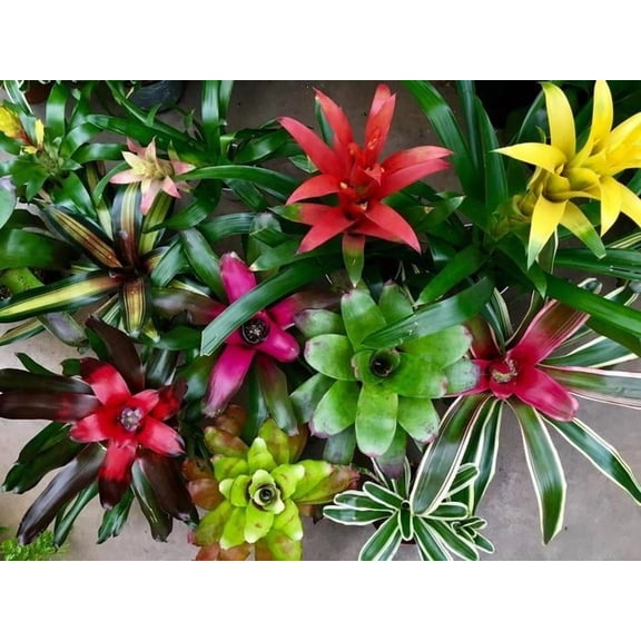 RedCrocus Assorted Bromeliad Plant- Tropical Indoor/Outdoor Flowering Houseplant with Colorful Foliage and Easy Care | Perfect for Containers and Decor 8" Pot