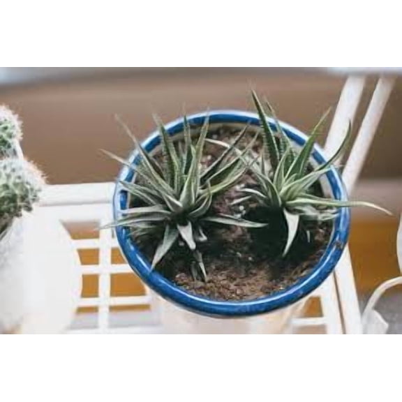 RedCrocus Assorted Echeveria Succulents - Living Plants for Indoor & Outdoor | Bright Sun, Pet Safe, Well-Draining Soil  4" Pot