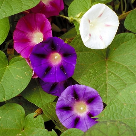 RedCrocus Assorted Ipomoea Climbing Vine- Bright Blooming Garden Plant, Pollinator Magnet, Container & Fence Decor 2 Gallon price history and forecast - RedCrocus trbl1467-redcrocus