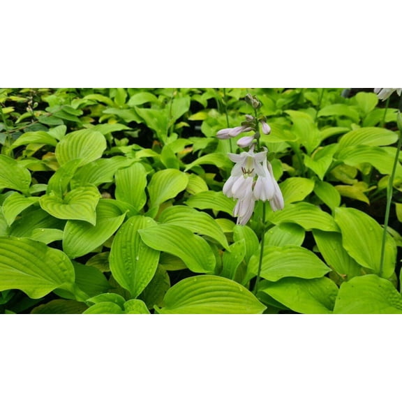 RedCrocus 'August Moon' Plantain Lily - Striking Golden Foliage, Shade-Loving, Low Maintenance Perennial for Gardens & Containers  1 Gallon