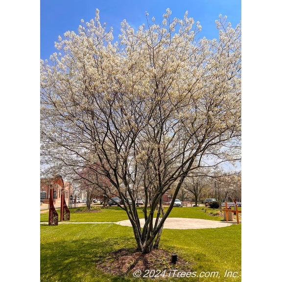 RedCrocus Autumn Brilliance Serviceberry- Amelanchier grandiflora, Multi-Stem Shrub, Spring Blooms, Vibrant Fall Foliage, Attracts Pollinators, Container & Garden Use 8/9' h 25 Gallon