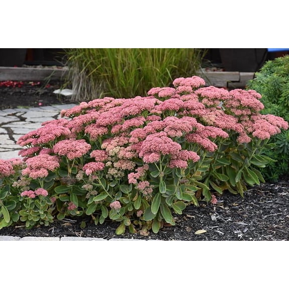 RedCrocus Autumn Joy Sedum Spectabile | Hardy Perennial for Low-Maintenance Gardens | Attracts Pollinators | Evergreen Succulent Foliage | Easy to Grow 2 Gallon